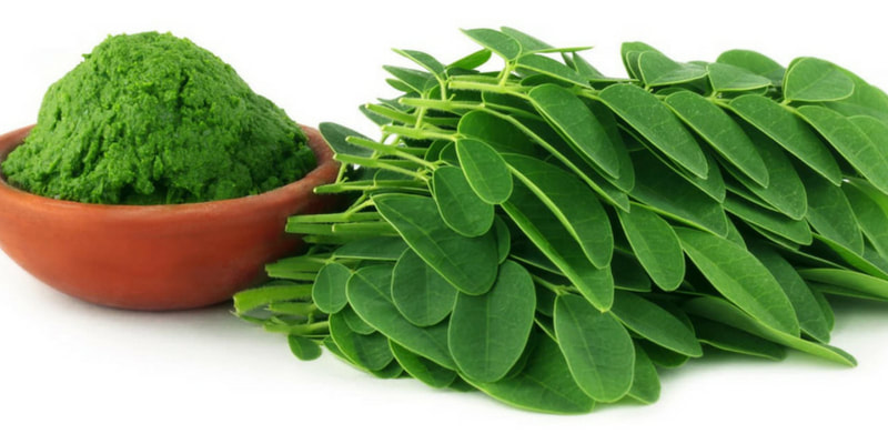 moringa herb for pregnancy and breastfeeding health RootMama