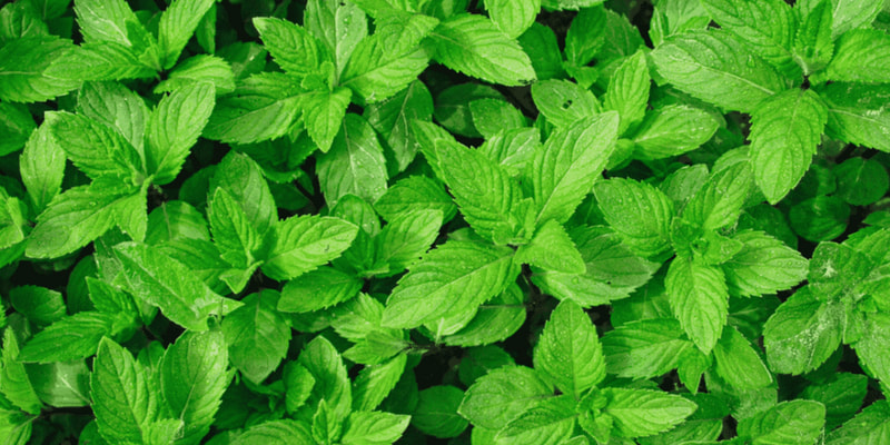 Peppermint herbs for pregnancy and breastfeeding health RootMama