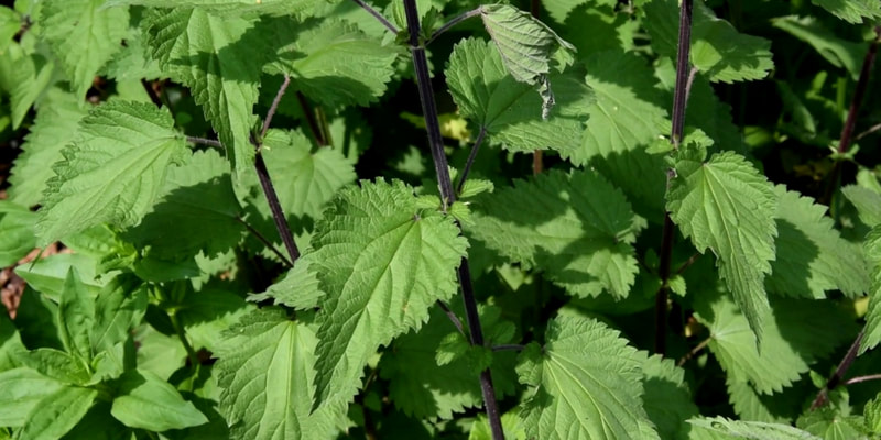 Nettles herbs for pregnancy and breastfeeding health RootMama