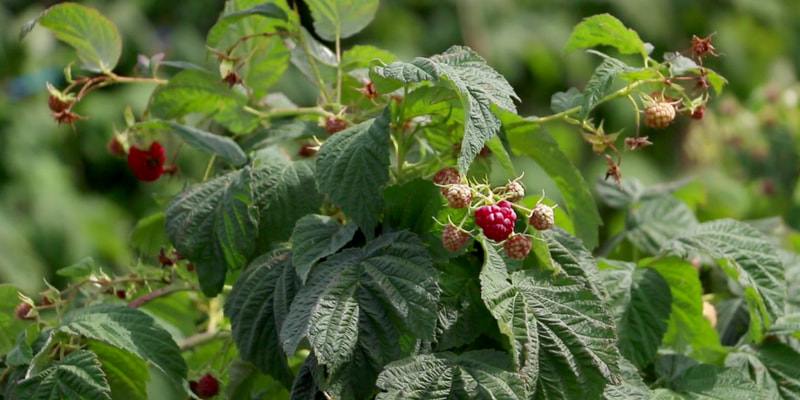 Red raspberry herbs for pregnancy and breastfeeding health RootMama